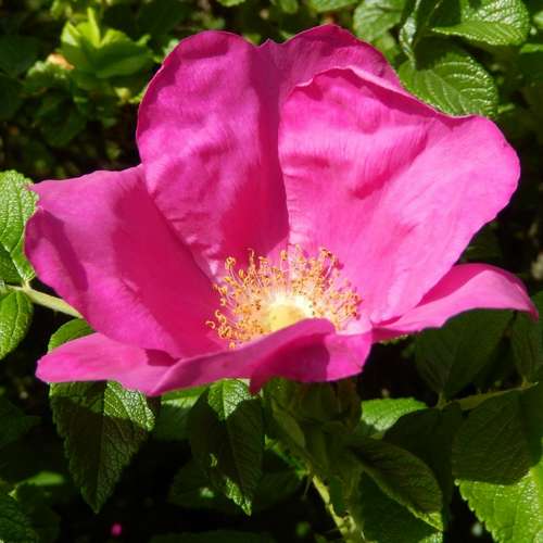 Rosa rugosa Rubra - Future Forests