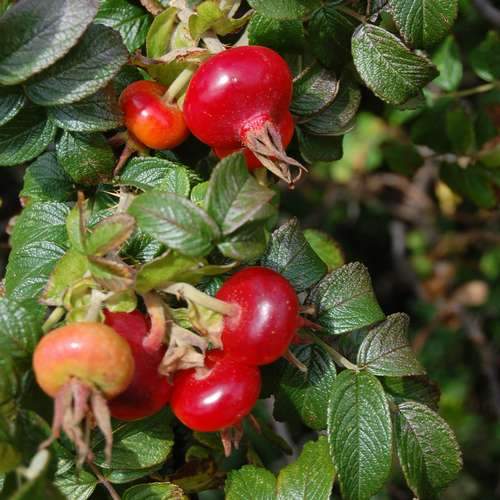 Rosa rugosa Rubra - Future Forests