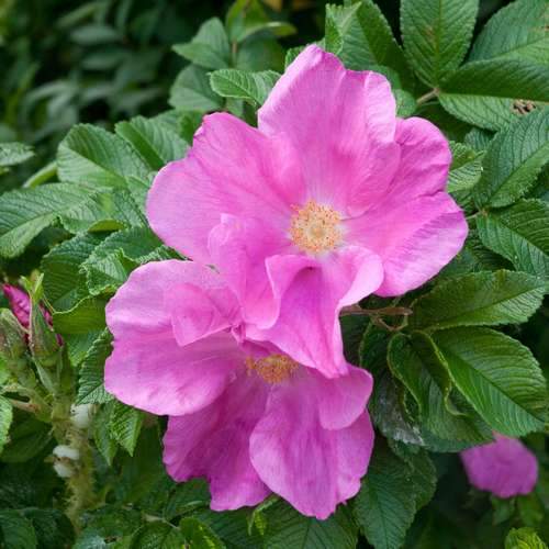 Rosa Scabrosa - Future Forests