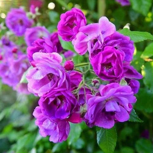 Rosa Purple Skyliner - Rambling Rose