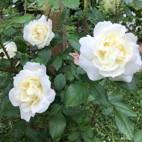 Rosa Notre-Dame de Calais - Climbing Rose