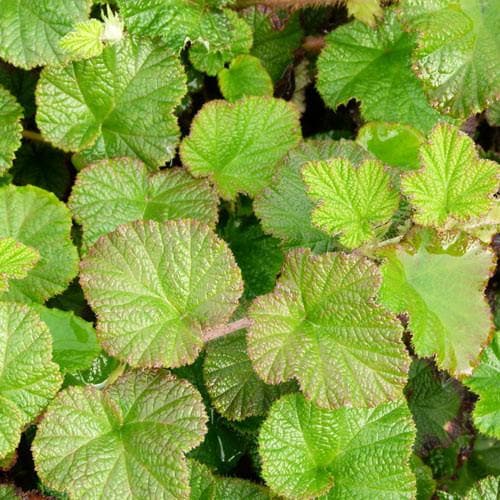Rubus ‘Betty Ashburner’ - Future Forests