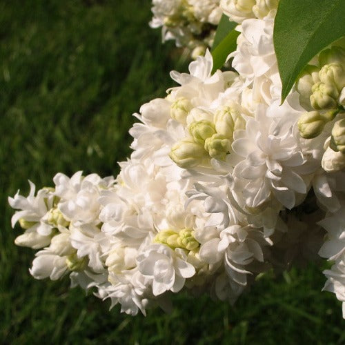 Syringa vulgaris Souvenir d'Alice Harding
