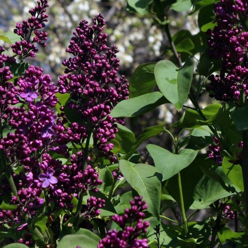 Syringa vulgaris Andenken and Ludwig Späth
