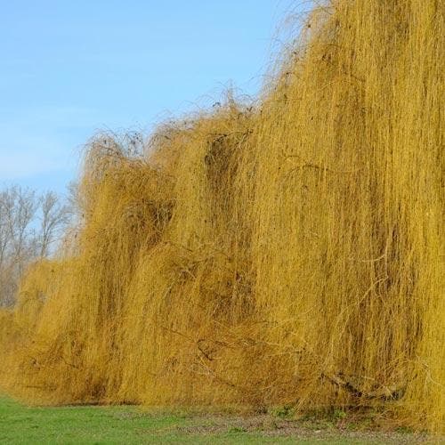 Salix babylonica pendula - Weeping Willow - Future Forests
