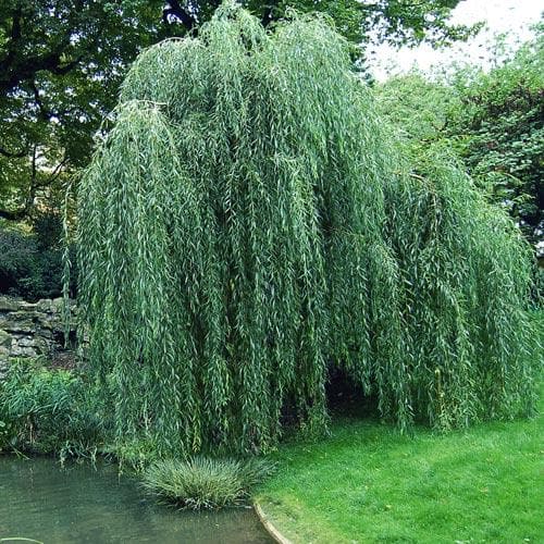 Salix babylonica pendula - Weeping Willow - Future Forests