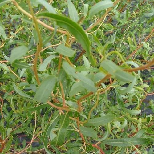 Salix erythroflexuosa - Future Forests