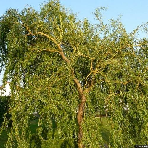 Salix erythroflexuosa - Future Forests