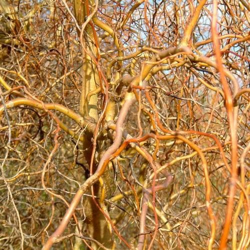 Salix erythroflexuosa - Future Forests
