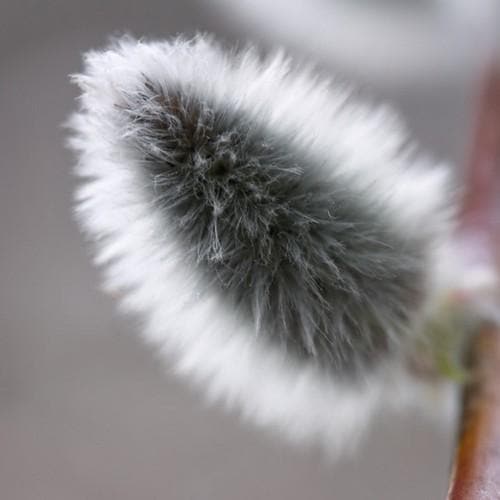 Salix acutifolia Blue Streak - Future Forests