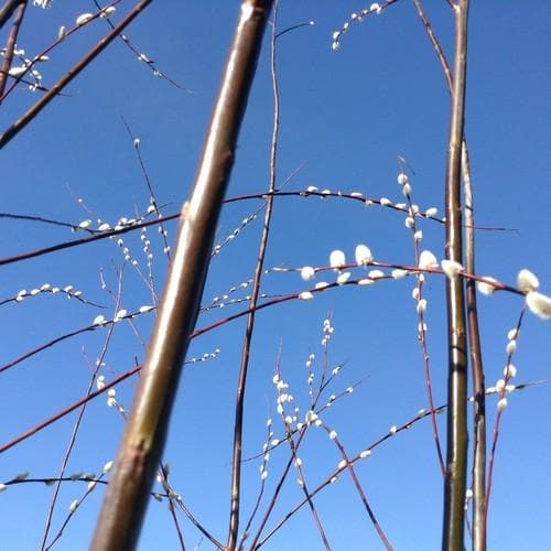 Salix acutifolia Blue Streak - Future Forests