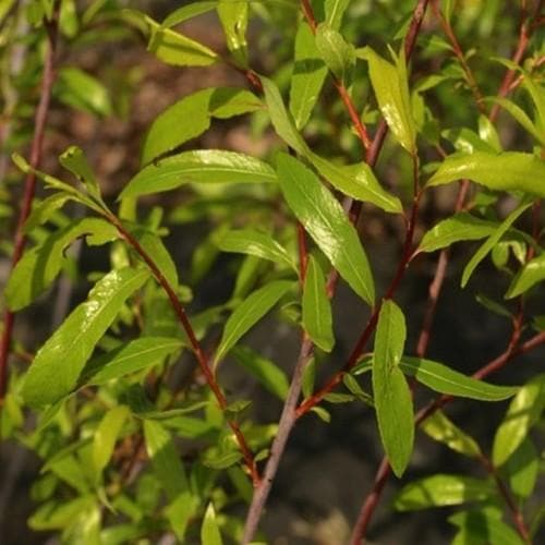 Salix acutifolia Blue Streak - Future Forests