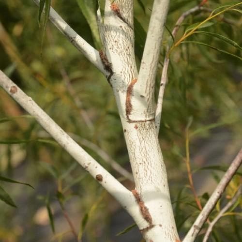 Salix acutifolia Blue Streak - Future Forests