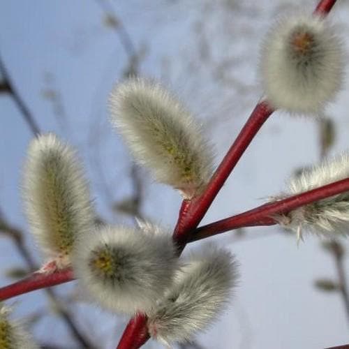 Salix acutifolia Blue Streak - Future Forests