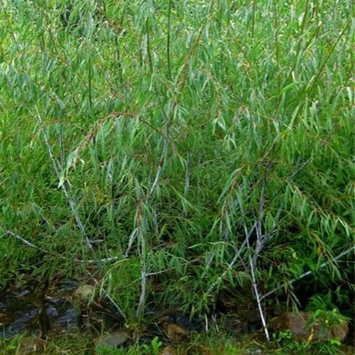 Salix acutifolia Blue Streak - Future Forests
