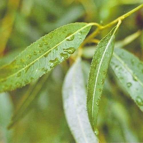 Salix alba - White Willow - Future Forests