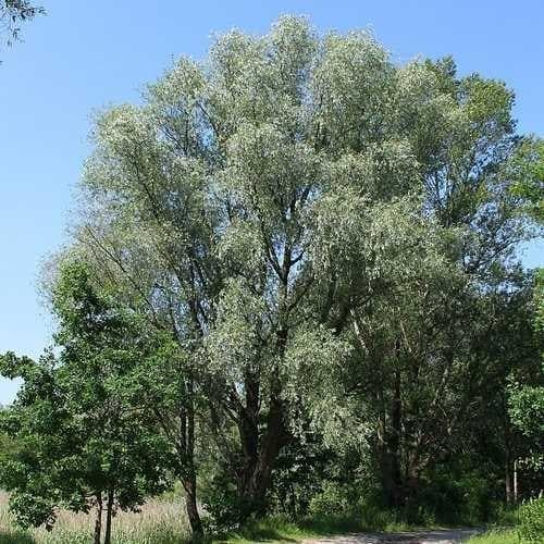 Salix alba - White Willow - Future Forests
