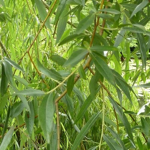Salix alba Vittelina - Future Forests