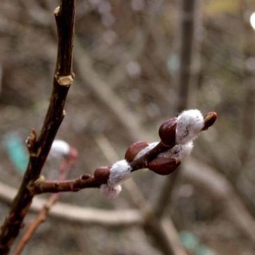 Salix aurita - Eared Willow - Future Forests