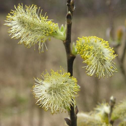 Salix aurita - Eared Willow - Future Forests