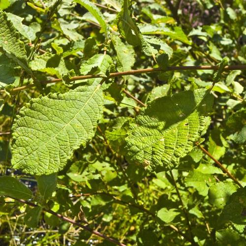 Salix aurita - Eared Willow - Future Forests