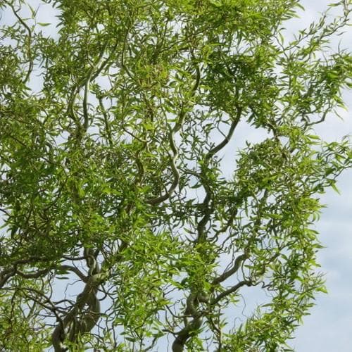 Salix babylonica Tortuosa - Contorted willow - Future Forests
