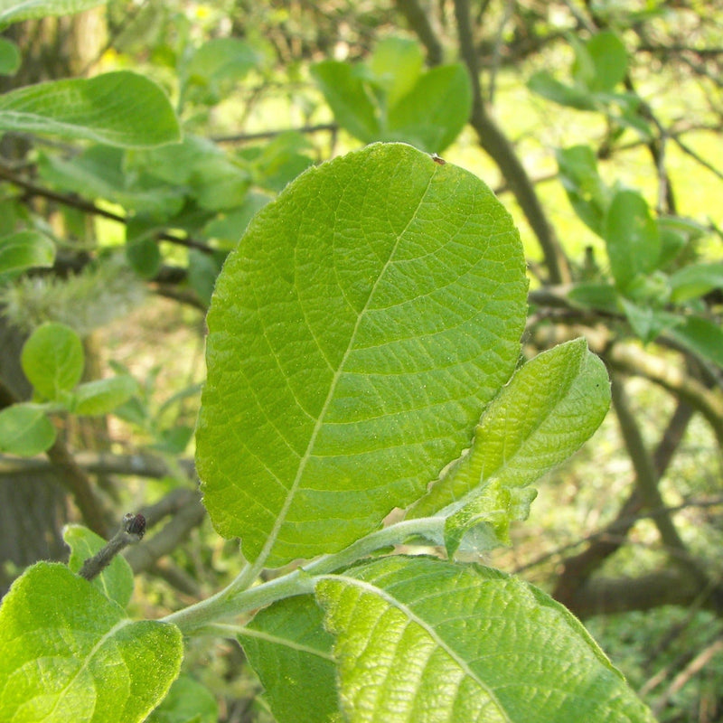 Salix caprea - Pussy Willow - Future Forests