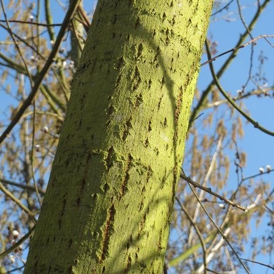 Salix caprea - Pussy Willow - Future Forests