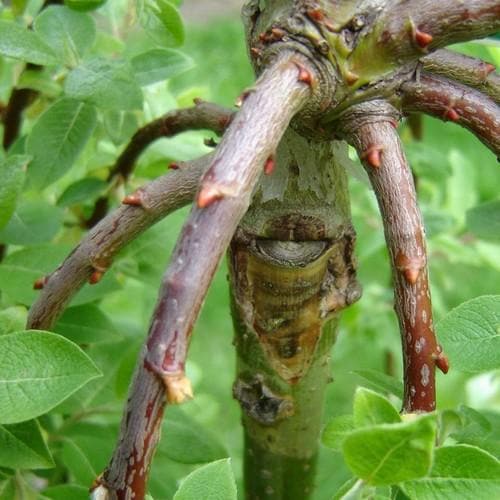 Salix caprea Kilmarnock - Kilmarnock Weeping Willow - Future Forests