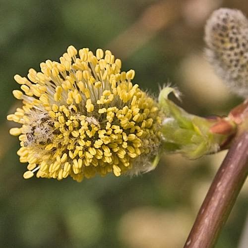 Salix caprea Kilmarnock - Kilmarnock Weeping Willow - Future Forests