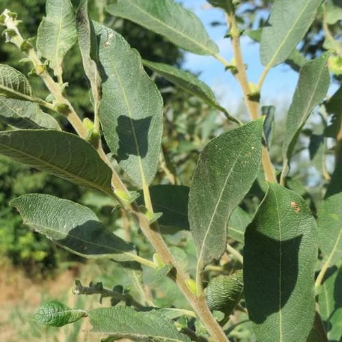 Salix cinerea - Grey Willow - Future Forests