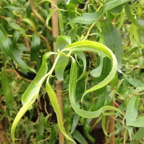 Salix erythroflexuosa - Future Forests