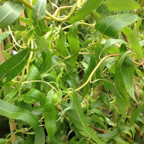 Salix erythroflexuosa - Future Forests