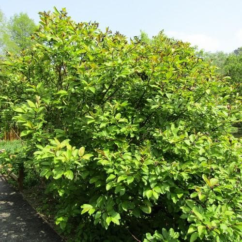 Salix fargesii - Future Forests