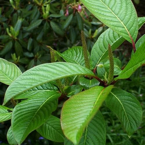 Salix fargesii - Future Forests