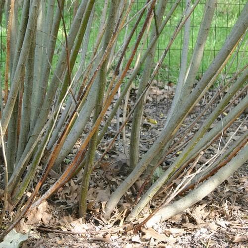 Salix irrorata - Blue Stem Willow - Future Forests