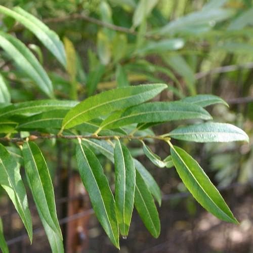 Salix irrorata - Blue Stem Willow - Future Forests