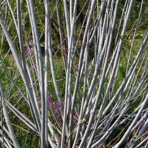 Salix irrorata - Blue Stem Willow - Future Forests