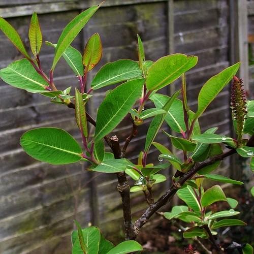 Salix magnifica - Future Forests