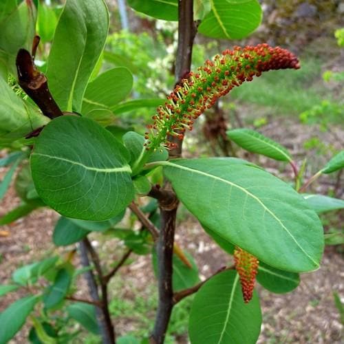 Salix magnifica - Future Forests