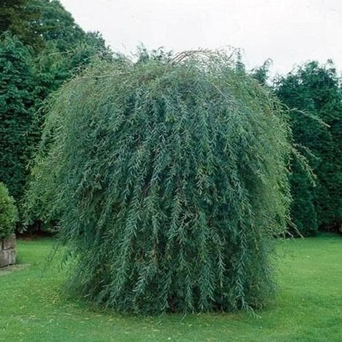 Salix purpurea pendula - Future Forests