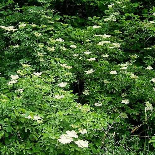 Sambucus nigra - Elder - Future Forests