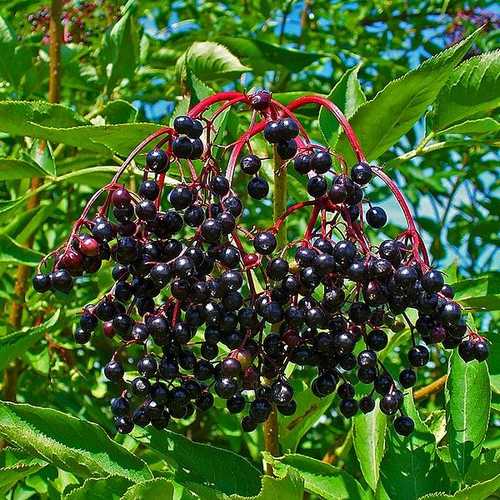Sambucus nigra - Elder - Future Forests