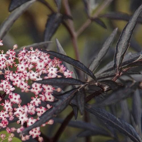 Sambucus nigra Black Lace - Future Forests