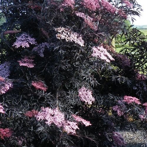 Sambucus nigra Black Lace - Future Forests