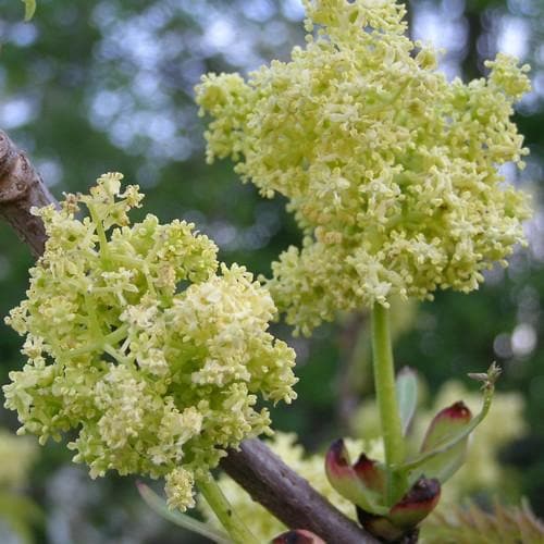 Sambucus racemosa Plumosa Aurea - Future Forests