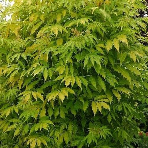 Sambucus racemosa Plumosa Aurea - Future Forests