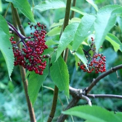 Sambucus racemosa Plumosa Aurea - Future Forests