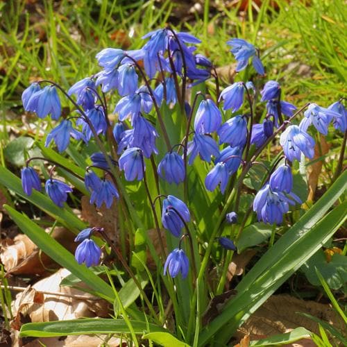 Scilla siberica - Future Forests