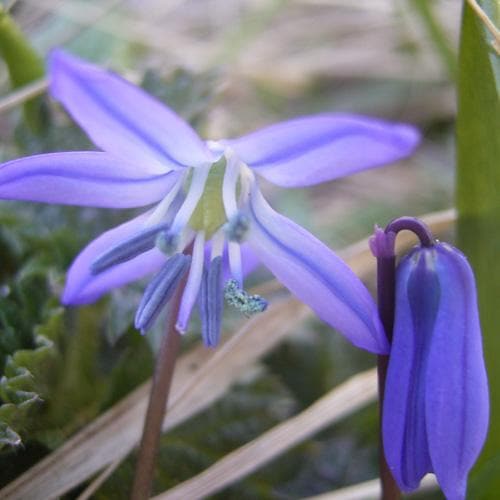 Scilla siberica - Future Forests